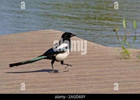 Magpie debout sur le bord d'une plate-forme en bois à côté d'un lac, selective focus Banque D'Images