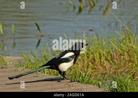 Magpie debout sur le bord d'une plate-forme en bois à côté d'un lac, selective focus Banque D'Images