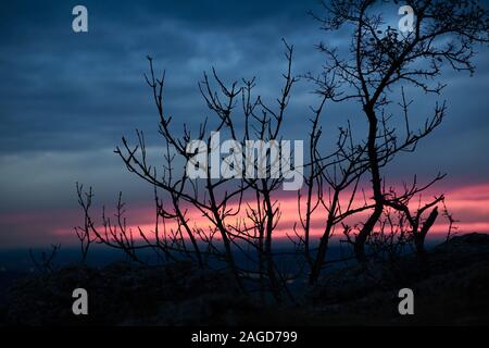 Belle image de coucher de soleil avec silhouettes d'arbre sous un bleu et ciel nuageux rose Banque D'Images