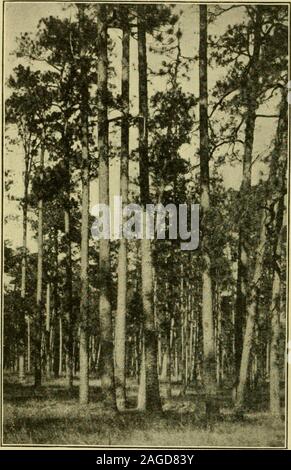 . La géographie du Texas, physiques et politiques. Fig. 30. Growtti Palmetto et le chêne sur la branche est du fleuve de SanJacinto, dix milles à l'Est de New Caney, MontgomeryCounty 5354 LA GÉOGRAPHIE DU TEXAS le meilleur développement de l'espèce au sein de l'état, cependant, est à l'ouest et au sud de la surface foliaire. Que ces mag-nificent willsoon numberedwith forêts être thingsof seemsprobable la le passé. Accord-ing au Dr WilliamL. Bray, le pin de la feuille d'Texasis étant coupé à therate de quelque trois quarts d'un bil-lion pieds d'lumbereach année. Il pense à thisrate ita esti raisonnable-mate que t Banque D'Images