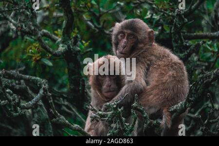 Image de deux singes se tenant les uns les autres sur des branches d'arbre dans la jungle avec un arrière-plan flou Banque D'Images