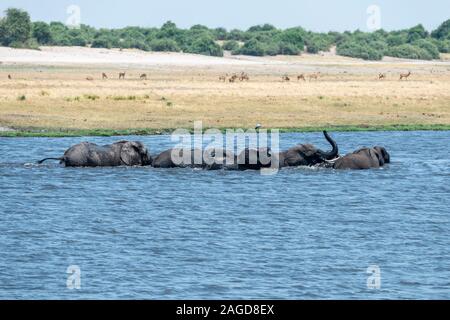 Troupeau d'éléphants d'Afrique (Loxodonta Africana) traversée de la rivière Chobe dans le Parc National de Chobe, Botswana, Afrique du Sud Banque D'Images