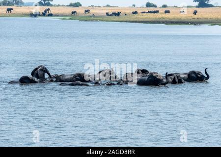 Troupeau d'éléphants d'Afrique (Loxodonta Africana) traversée de la rivière Chobe dans le Parc National de Chobe, Botswana, Afrique du Sud Banque D'Images