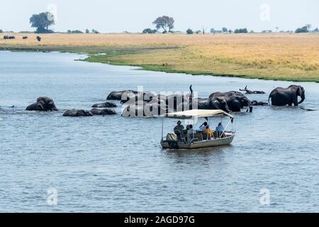 Bateau de tourisme troupeau photographier des éléphants d'Afrique (Loxodonta Africana) traversée de la rivière Chobe dans le Parc National de Chobe, Botswana, Afrique du Sud Banque D'Images