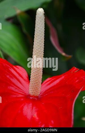 Un rouge vif, vive la paix (Lily) Spathiphyllum, avec l'accent sur le spadice inflorescence centrale (colonne, comme une étamine) ; pétales rouge en direction de curling Banque D'Images