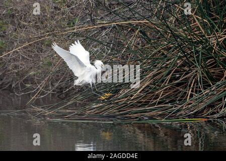 Ellegant Snowy White Egret a les ailes étirés de large à l'approche de végétation pond à terre en toute sécurité dans l'estuaire. Banque D'Images