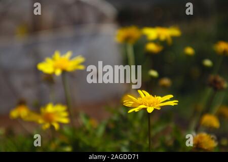 Close-up de quelques marguerites jaunes dans un jardin avec copie espace Banque D'Images