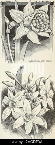 . Bulbes et graines : automne 1899. h ; ; ?5 cents la douzaine ; $i.j^par 100. Jonquille NARCISSUS (DOUBLE) chacune. DOZ Albus Plenus Odoratus, purewhite, avec de nombreux pétales,parfumées ; 2,00 $ par 100. 5 inégalable, double yellow,grande et fine, 1 $. 75 p. 1004 whitewith crème Orange Phoenix, centre d'orange, et manylarge 5 pétales Von Sion, l'ancienne, bien knownDouble jaune jonquille.Grande, double, golden yel-faible, très bien pour forcingor la culture de plein air. C'est la vrai lit trumpetshaped largelyused variété, donc pour les fleurs, $3.00par 100 550 40 50 50 POLYANTHUS NARCISSUS CHAQUE Roman Double DOZ, whi Banque D'Images