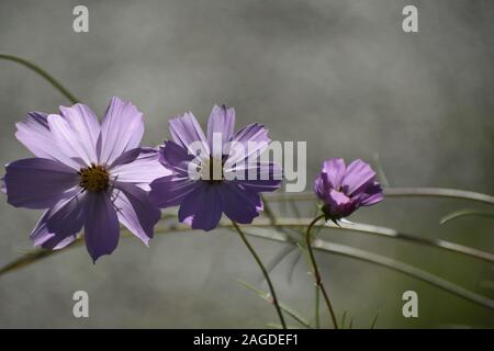 Cliché sélectif de plantes à fleurs en violet Cosmos Bipinnatus en croissance au milieu d'une forêt Banque D'Images