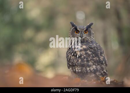 Grand-duc à beaty blured contexte forestier. Bubo bubo Banque D'Images