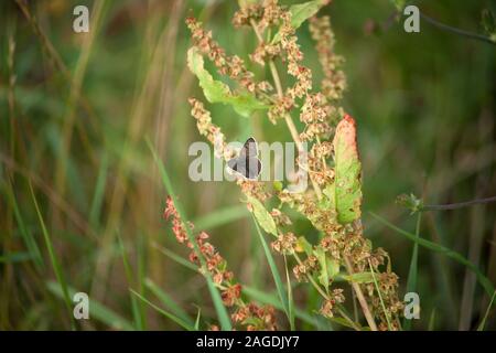 Lycaena tityrus fuligineux, cuivre en papillon meadow Banque D'Images