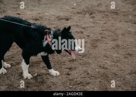 Chien Noir regardant le mouton dans le domaine Banque D'Images