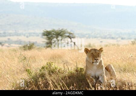 Belle lioness sur les champs couverts d'herbe au milieu de la jungle Banque D'Images