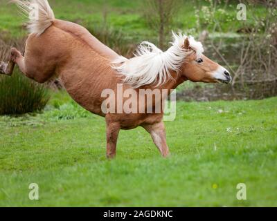 Buck de cheval, kick et gallop libre dans la prairie. Banque D'Images