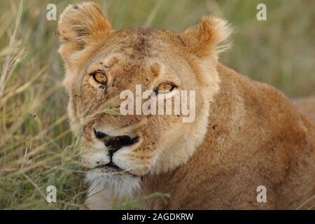 Gros plan d'une lionne au milieu du Champ couvert d'herbe dans les jungles africaines Banque D'Images