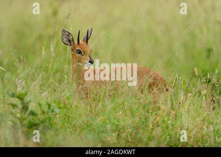 Magnifique cerf de bébé assis au milieu de la grande herbe verte sur un champ Banque D'Images