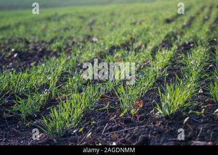 Les jeunes de plus en plus de blé vert dans le sol. Proces de l'agriculture. Domaine de plus en plus de jeunes semis de blé en automne. La germination sur l'agriculture de seigle d'un champ sur le fo Banque D'Images