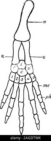 . Contours de la zoologie. omposed de plusieurs phalanges. La patte arrière-de-consistsof les amphibiens, un fémur d'articuler avec la ceinture, une jambe com-posé d'un tibia et péroné situées côte à côte, une région de la cheville ou tarse de plusieurs éléments, un metatarsalbones avec pied dans l'unique, et avec les orteils composé d severalphalanges. Chez les poissons les membres sont fins, c.-à-d. sans chiffres. Distincte de l'autre os sont quelques peu sesamoidsof présence occasionnelle, par exemple, le genou-pan ou rotule. Theydevelop en relation avec les tendons des muscles. Système nerveux.-Ceci inclut-(a) la central Banque D'Images