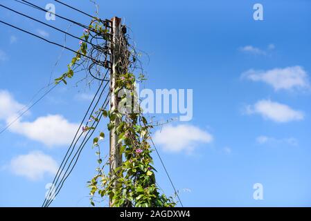 Plaque verte poussant sur des postes électriques haute tension et de ciel bleu / vigne poteau électrique Banque D'Images