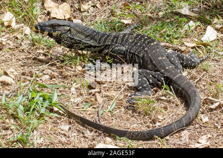 Lace Monitor ou arbre Goanna Banque D'Images