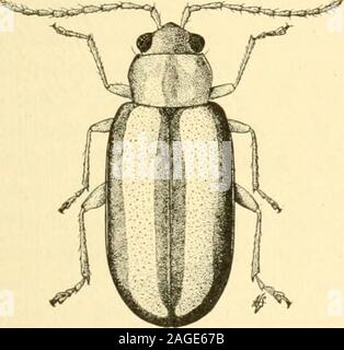 . Légumes de manuel-jardin d'insectes. Fig. 199. - L'aubergine flea beetle-X (IC). Les coléoptères de puce-puce 321 cette coccinelle peut être contrôlé par les mêmes mesures pour assuggested les puces de pommes de terre-beetle. Le Pale-Striped Flea-Beetle tccniata^. Sy lcna dire cette abondante et largement distribué flea-coléoptère est veryvariable dans la coloration et la sculpture. Plusieurs variétés ont été décrites, dont certaines sont considérées comme des espèces distinctes. Banque D'Images