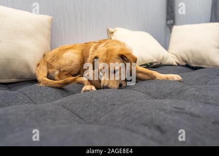 Quatre-mois chiot golden retriever jouant avec une chaussure Banque D'Images