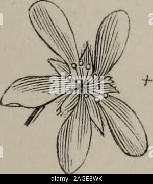 . Arboretum et fruticetum britannicum, ou : les arbres et arbustes de la Grande-Bretagne, des autochtones et étrangers, hardy et demi-hardy, imagée et botaniquement définies, et scientifiquement et populairement décrit .... Banque D'Images