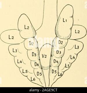 . Le journal américain de l'anatomie. B. Texte Fig. 19. Texte Fig. 19. La silhouette de poumons d'un embryon pig 18,5 mm.long. A. vue ventrale. B. Vue dorsale. Les abréviations au swellingsrepresent l'ordre des bronches en dessous. Désignations comme en Fig. 16. 3 L., L., 4 et 5 ; L. alors que, sur la frontière dorsale, gonflements pour D. 2,D. 3, et D. • ! Sont présents. Dans un porc 18,5 mm. de long (Fig. 19), le droit Lobus superior contiennent-ing 1 latérale, les projets vers le haut une certaine distance au-delà de l'extrémité de l'upperlobe sur le côté gauche. La fissure qui la sépare de l'mediushas Lobus est approfondi. Sa faible por Banque D'Images