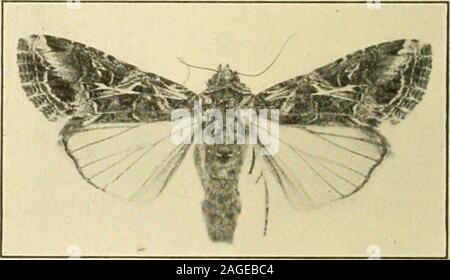 . Légumes de manuel-jardin d'insectes. Fig. 181. - L'armée à rayures jaune-worm (grandeur nature). deux éminents et beaucoup d fineside ; l'autre est un graywith rougeâtre paire de taches noires triangulaires sur chaque segment, les marques d'être pas si distinct. À la fin de mai andJune les chenilles se transforment en cellules en terre riche de pupes brun-rouge et les papillons émergent deux ou trois semaines plus tard.La teigne a un averageexpanse de Li Po. Les ailes avant sont brownishgray andcomplicated avec un beau modèle. Thereniform andpyriform spot est petit ; l'orbiculaire iselongate placedin est ovale, et une lumière- Banque D'Images