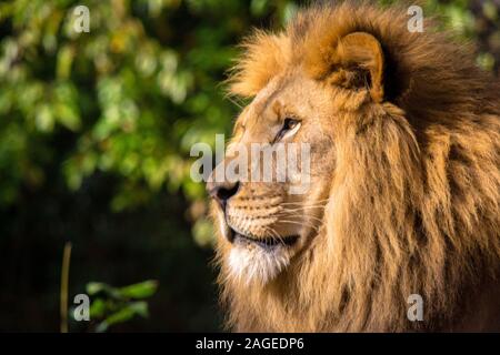 Gros plan sur le profil latéral d'un lion à Pittsburgh entouré de verdure avec un arrière-plan flou Banque D'Images