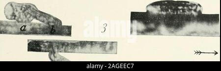 . Journal of Experimental Zoology. ng un nouveau pseudopod à l'extrémité antérieure Fig. 7, 8 et 9. Amoeba proteus, vue de côté. Déménagement par de longues boucles. L'amibe vient d'broughtthe extrémité antérieure au substrat mais n'a pas attaché. Il coulisse le long et n'est pas attaché jusqu'à la position dans la Fig. 9 est atteint. La substance puis coulé sur à l'extrémité antérieure comme dans fig. I 6.Noter la petitesse de l'pseudopodes à l'extrémité postérieure sur laquelle l'Amibe est posé. Fig. 10. A. proteus, vue d'en haut. Montrant forme prise lors du déplacement dans le champ libre. Le Amoebain cette photographie est jointe à l'ant Banque D'Images