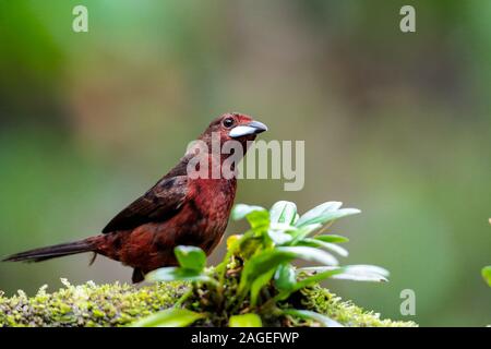 Tanager argenté, Ramphocelus carbo, femelle ou juvénile Banque D'Images