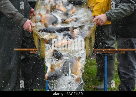 18 décembre 2019, le Brandebourg, Groß Schauen : Carpes glissent sur une diapositive d'un transporteur dans un réservoir de la pêche. Köllnitz La carpe n'a pas facilement se tenir comme poisson. Il peut marquer des points avec son régionalisme et la durabilité. (Sur 'le régionalisme et la durabilité - la carpe mérite une meilleure image') Photo : Patrick Pleul/dpa-Zentralbild/ZB Banque D'Images