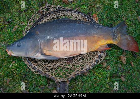 18 décembre 2019, le Brandebourg, Groß Schauen : une carpe se trouve sur un filet de l'atterrissage sur une prairie de la pêche. Köllnitz La carpe n'a pas facilement se tenir comme poisson. Il peut marquer des points avec son régionalisme et la durabilité. (Sur 'le régionalisme et la durabilité - la carpe mérite une meilleure image') Photo : Patrick Pleul/dpa-Zentralbild/ZB Banque D'Images