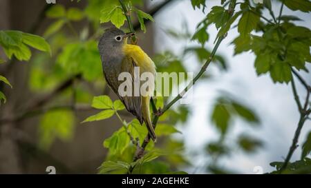 Nashville Warbler Banque D'Images