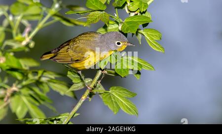 Nashville Warbler Banque D'Images