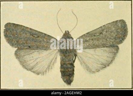 . Jardin de légumes de manuel-insectes. w de distinct, oblique, points noirs sur l'arrière des segments abdominaux (Fig. 155). Les rangées de points noirs sont bordées d'un laterallyby bande jaune distinct. Le stripeis jaunâtre médiane distincte. La couleur brun-pupte burieda sont trouvés quelques pouces dans le sol. Les papillons émergent au cours de juin et juillet et ont été recueillies jusqu'à la mi-octobre.Pendant la journée ils ont l'habitude de se cacher dans loosebark, dans des crevasses sur buildingsand en clôtures. Quand au reste thewings sont repliées étroitement l'un abovethe d'autres, et l'un flattenedappearance. Banque D'Images