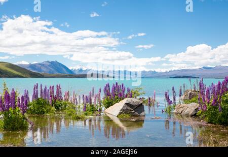 Belle rose et mauve lupins fleur autour du Lac Tekapo au début de l'été, Nouvelle Zélande Banque D'Images