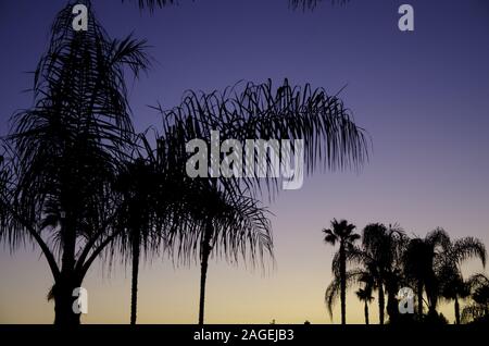 Photo de silhouettes de palmier sous un ciel bleu pendant le coucher de soleil le soir Banque D'Images