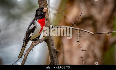 Cardinal à poitrine rose Banque D'Images