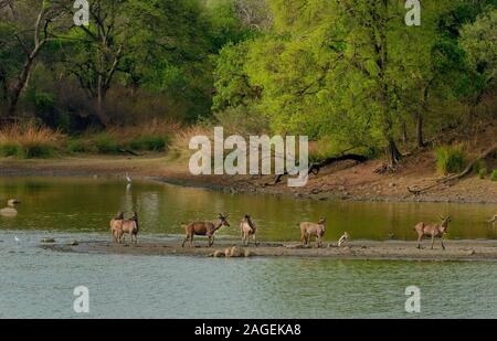 Troupeau de cerfs sauvages au milieu d'un lac entouré de verdure Banque D'Images