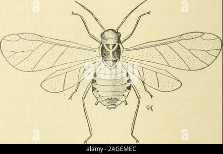 . Manuel de légume-insectes de jardin. d constituent la dernière genres-tion de la saison. À partir de onze-totwenty producedannually sont deux générations, chaque femelle donnant naissance tonearly cinquante jeunes. Avec l'avènement ofcool aptères, météo ponte des femalesand ou sans ailes, ailes, malesare rarement produite. Les petits œufs noirs aredeposited sous terre dans les galeries de fourmis où ils sont soignés pour tillthe au printemps suivant. La femme grownviviparous (Fig. Ysinch 137) est d'environ de long, vert bleuâtre, dépoussiéré avec un waxypulverulence blanchâtre. La tête et les bandes transversales sur le thoraxare b Banque D'Images