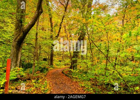 Voir d'Oirase Stream sentier de marche dans le feuillage coloré de forêt d'automne à Oirase Towada Gorge, dans le Parc National de Kamaishi, la Préfecture d'Aomori, J Banque D'Images