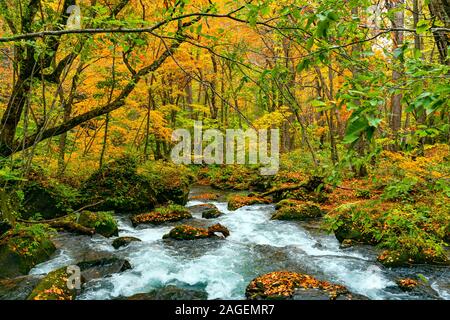 Voir le passage de la rivière Oirase mossy rocks vert recouvert de feuilles qui tombent en automne feuillage coloré de forêt à Oirase dans Gorge Towada Banque D'Images