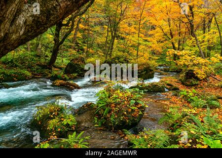 La rivière Oirase circuler à travers le feuillage coloré de l'automne, passant de la forêt couverte de roches moussues vert feuilles qui tombent dans la vallée à Oirase Towad Banque D'Images