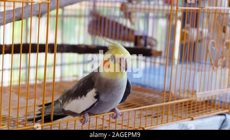 Un cockatiel gris debout sur l'entrée de sa cage, avec la porte ouverte. Banque D'Images