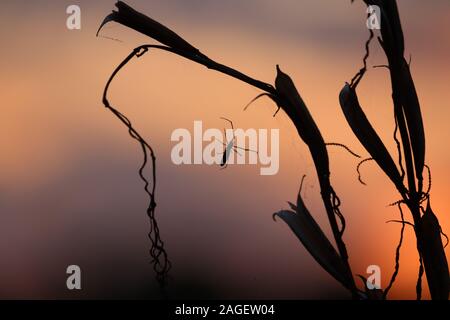 Un long-legged spider est découpé sur le coucher de soleil et un ciel orange. Araignée sur l'arrière-plan de le soleil du soir. une araignée tissant un web à Banque D'Images