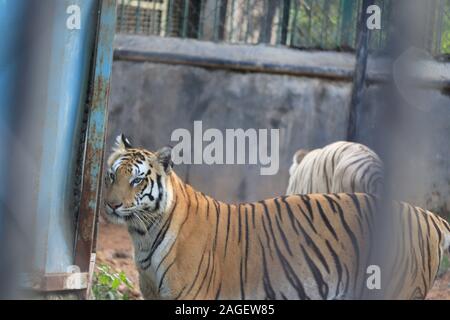 Grand tigre blanc mâle dans la nature de l'habitat. Tiger à pied au cours de la lumière d'or du temps. Scène de la faune avec des animaux danger Banque D'Images