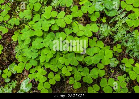 Un patch d'Oxalis espèces qui poussent partout dans la péninsule Olympique dans l'État de Washington, USA. Banque D'Images