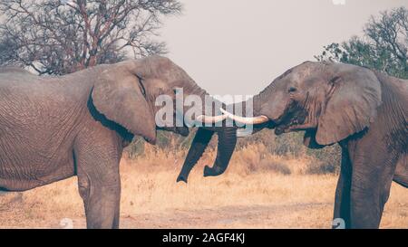 Deux grands hommes éléphants africains (Loxodonta africana) combat les uns avec les autres du nord du Botswana. Banque D'Images